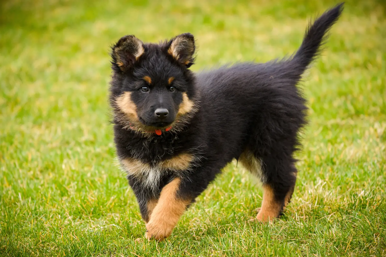 Buying a Chodský pes puppy means taking responsibility! Buy Chodský pes puppies.