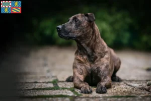 Read more about the article Cimarrón Uruguayo breeders and puppies in Bourgogne-Franche-Comté