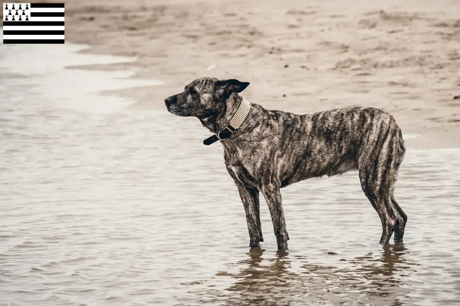 Read more about the article Cimarrón Uruguayo breeders and puppies in Brittany