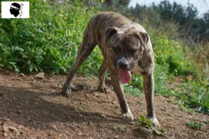 Read more about the article Cimarrón Uruguayo breeders and puppies in Corsica