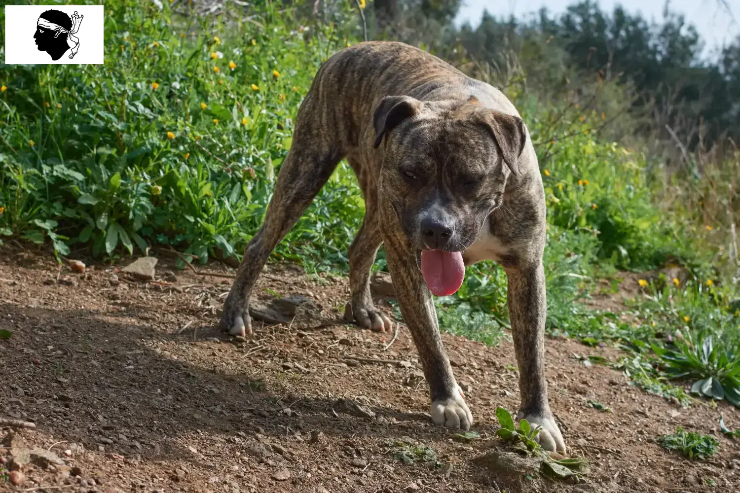 Cimarrón Uruguayo puppies and breeders Corsica Here you can find Cimarrón Uruguayos breeders in Corsica.