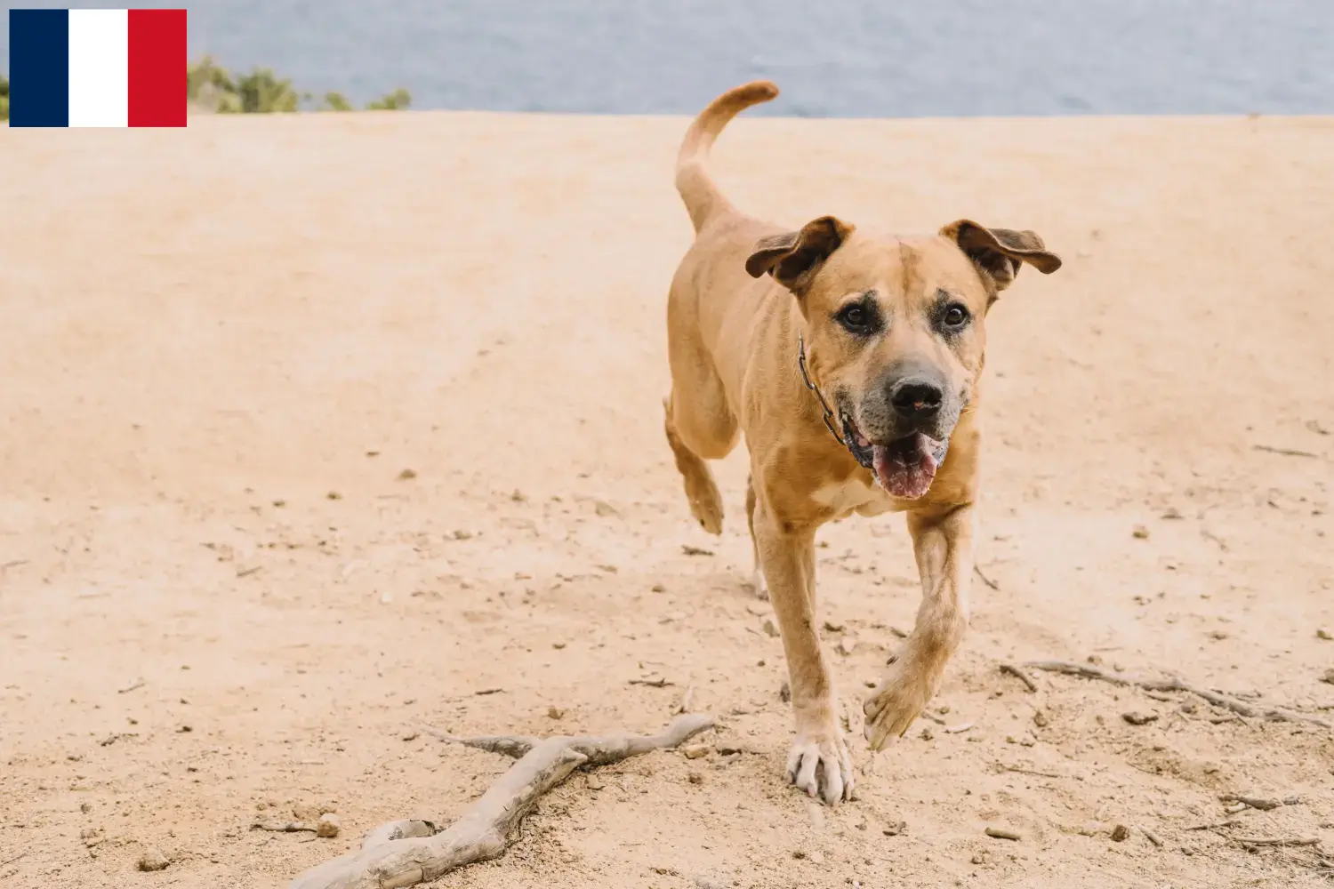 Read more about the article Cimarrón Uruguayo breeders and puppies in France