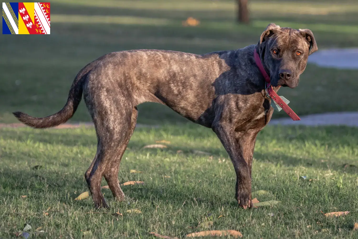 Read more about the article Cimarrón Uruguayo breeders and puppies in Grand Est