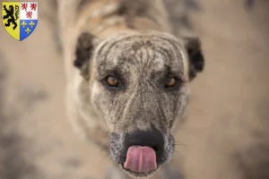 Read more about the article Cimarrón Uruguayo breeders and puppies in Hauts-de-France