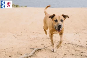 Read more about the article Cimarrón Uruguayo breeders and puppies in Nouvelle-Aquitaine