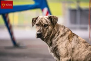 Read more about the article Cimarrón Uruguayo breeders and puppies in Occitania