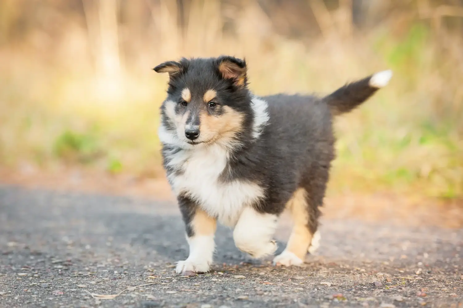 Buying a Collie puppy means taking responsibility! Buy Collie puppies.