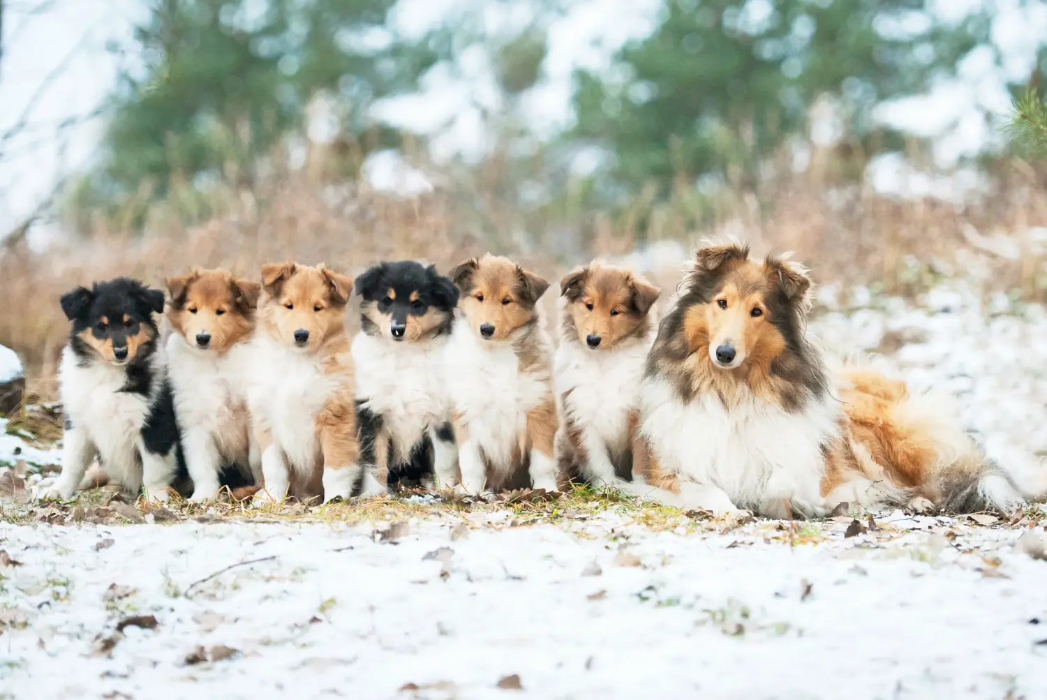 Buying a Collie puppy means taking responsibility! Buy Collie puppies.