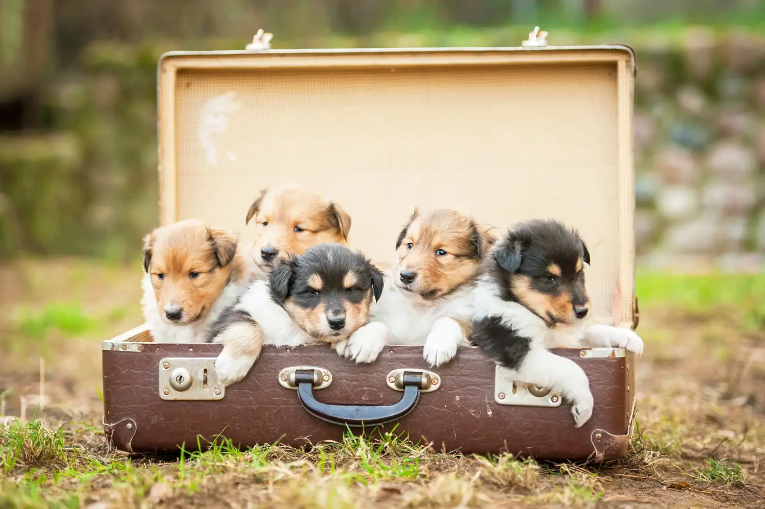 Buying a Collie puppy means taking responsibility! Buy Collie puppies.