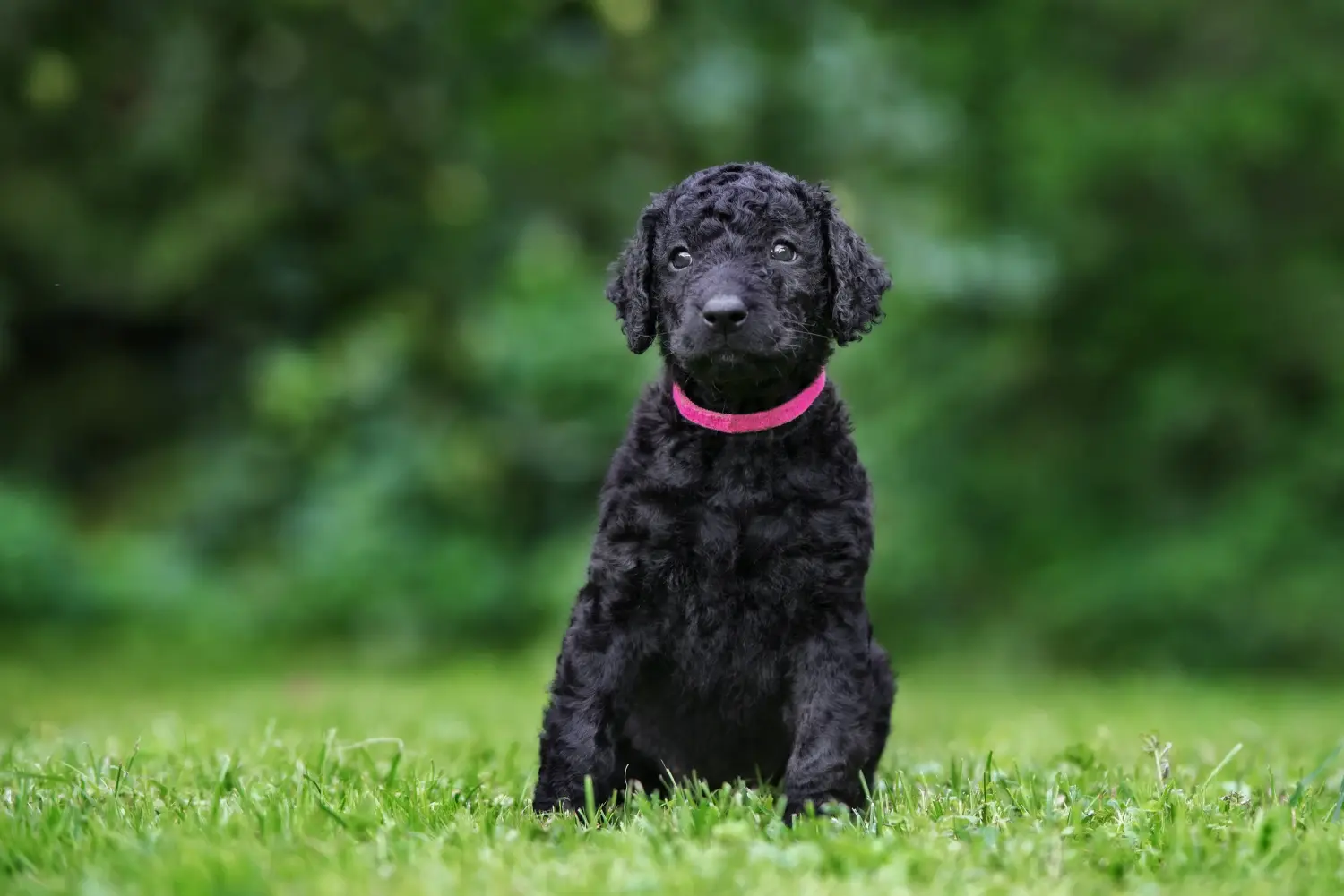 Buying a Curly Coated Retriever puppy means taking responsibility! Buy Curly Coated Retriever puppies.