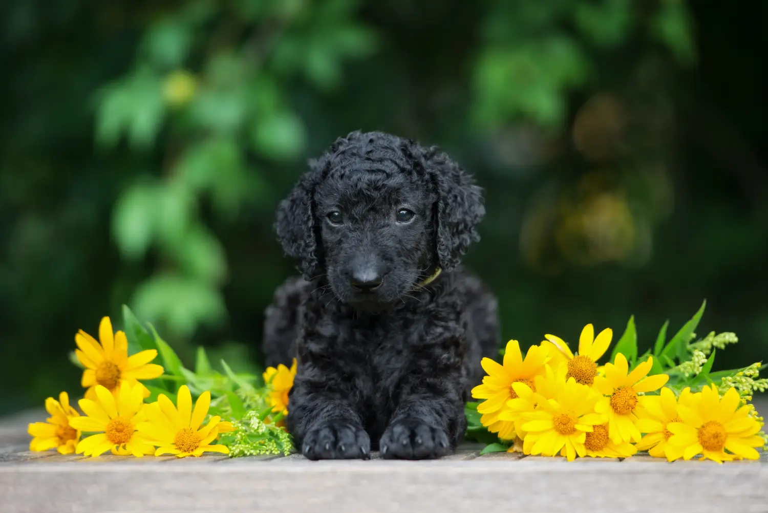 Buying a Curly Coated Retriever puppy means taking responsibility! Buy Curly Coated Retriever puppies.