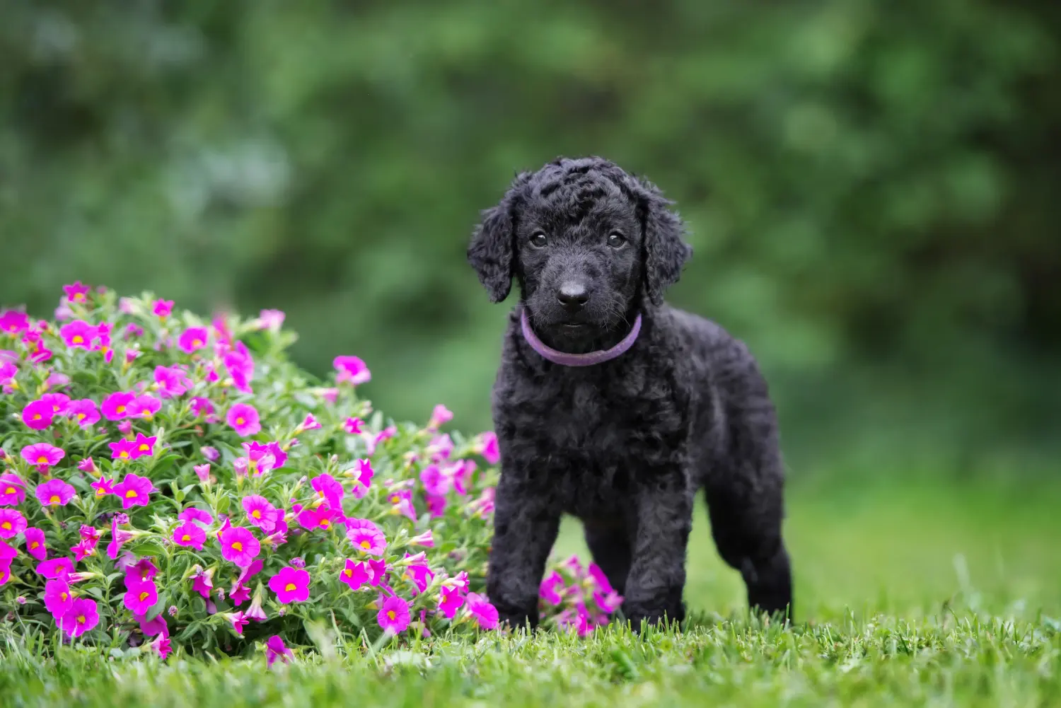 Buying a Curly Coated Retriever puppy means taking responsibility! Buy Curly Coated Retriever puppies.