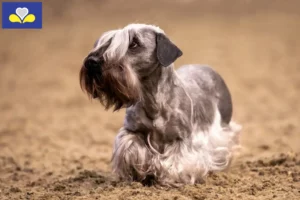 Read more about the article Czech Terrier breeder and puppies in Brussels-Capital Region