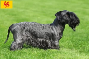 Read more about the article Czech Terrier breeder and puppies in Walloon Region