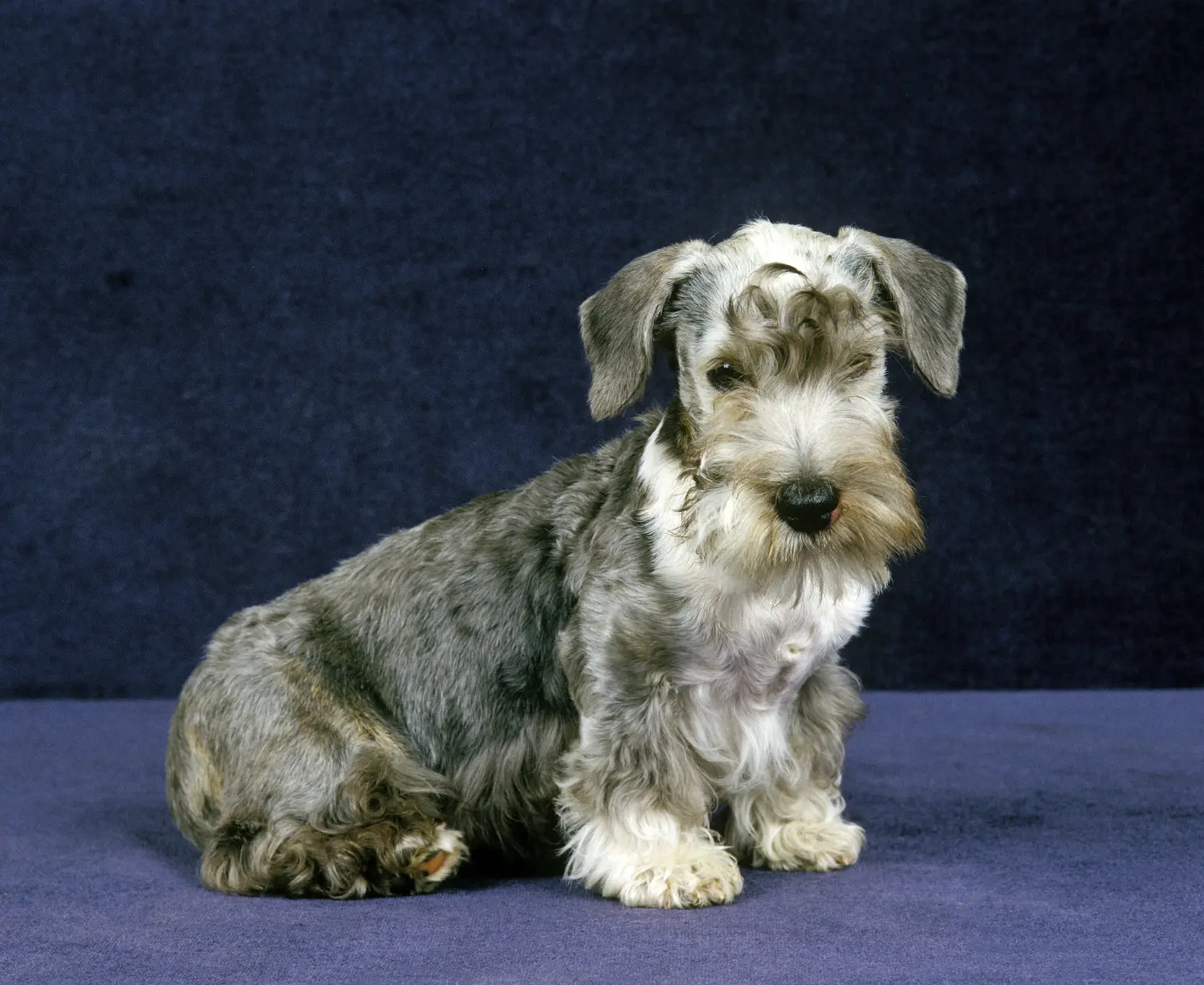 Buying a Czech Terrier puppy means taking responsibility! Buy Czech Terrier puppies.
