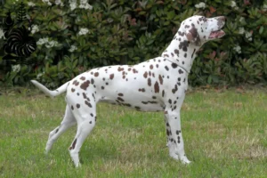 Read more about the article Dalmatian breeders and puppies in New Caledonia