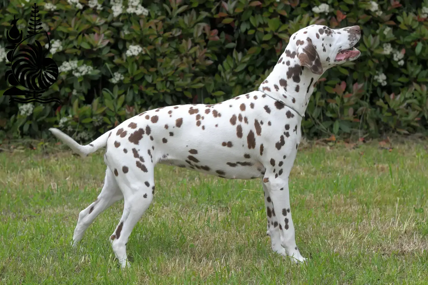 Dalmatian puppies and breeders New Caledonia Find Dalmatian breeders in New Caledonia here.