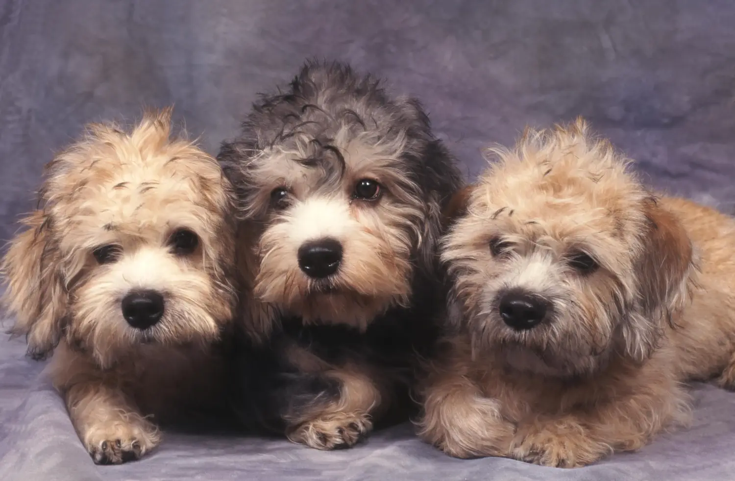 Buying a Dandie Dinmont Terrier puppy means taking responsibility! Buy Dandie Dinmont Terrier puppies.