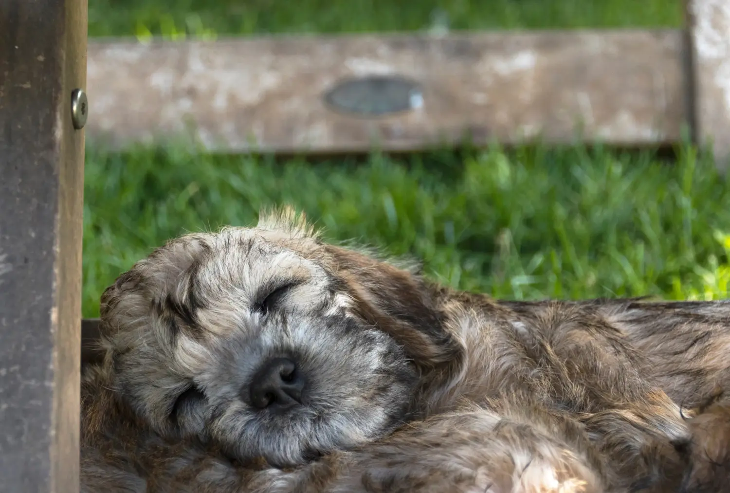 Buying a Dandie Dinmont Terrier puppy means taking responsibility! Buy Dandie Dinmont Terrier puppies.
