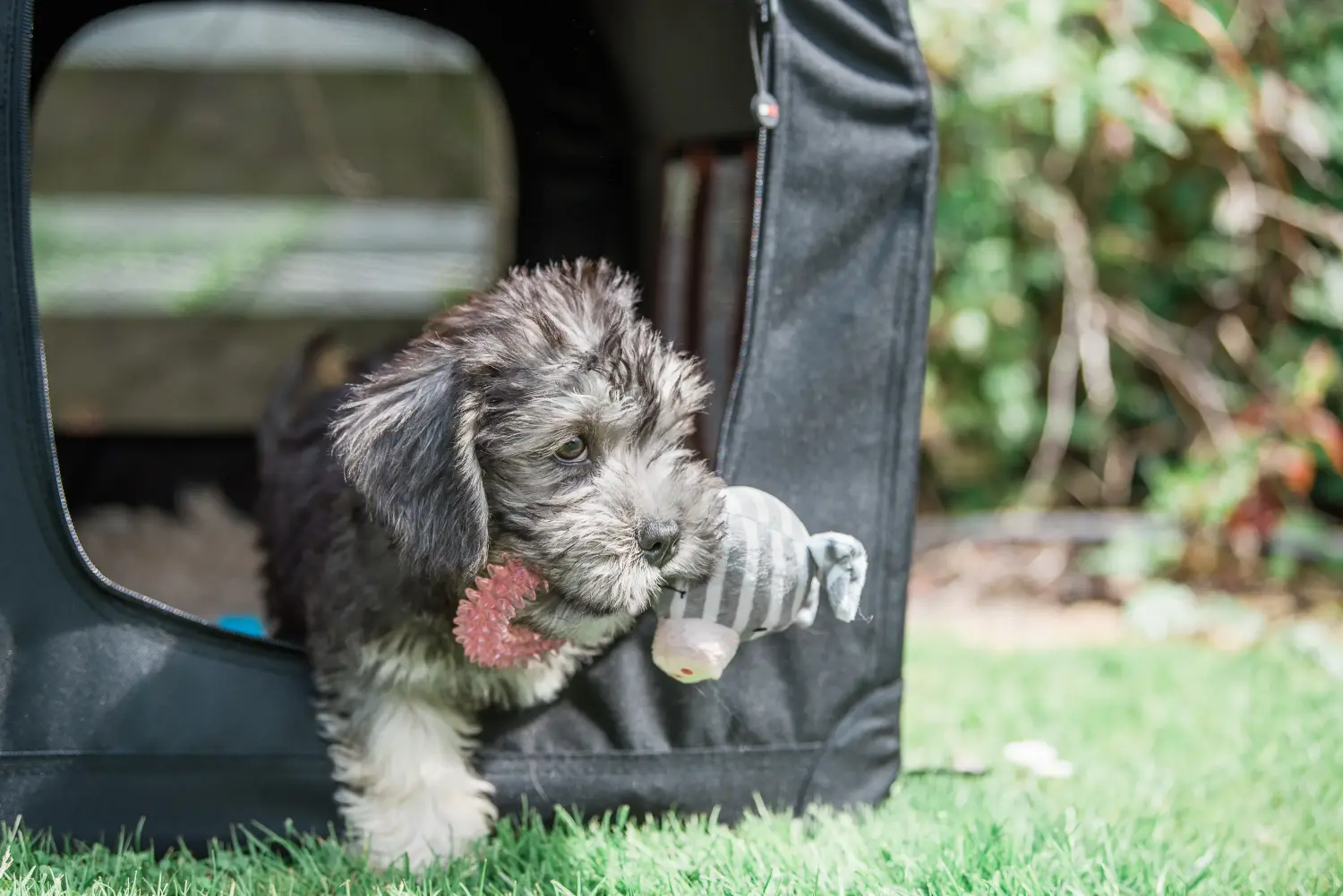 Buying a Dandie Dinmont Terrier puppy means taking responsibility! Buy Dandie Dinmont Terrier puppies.