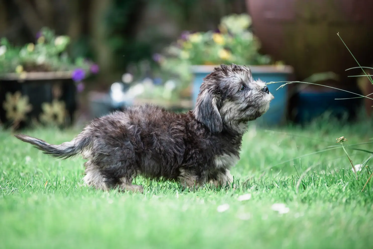 Buying a Dandie Dinmont Terrier puppy means taking responsibility! Buy Dandie Dinmont Terrier puppies.
