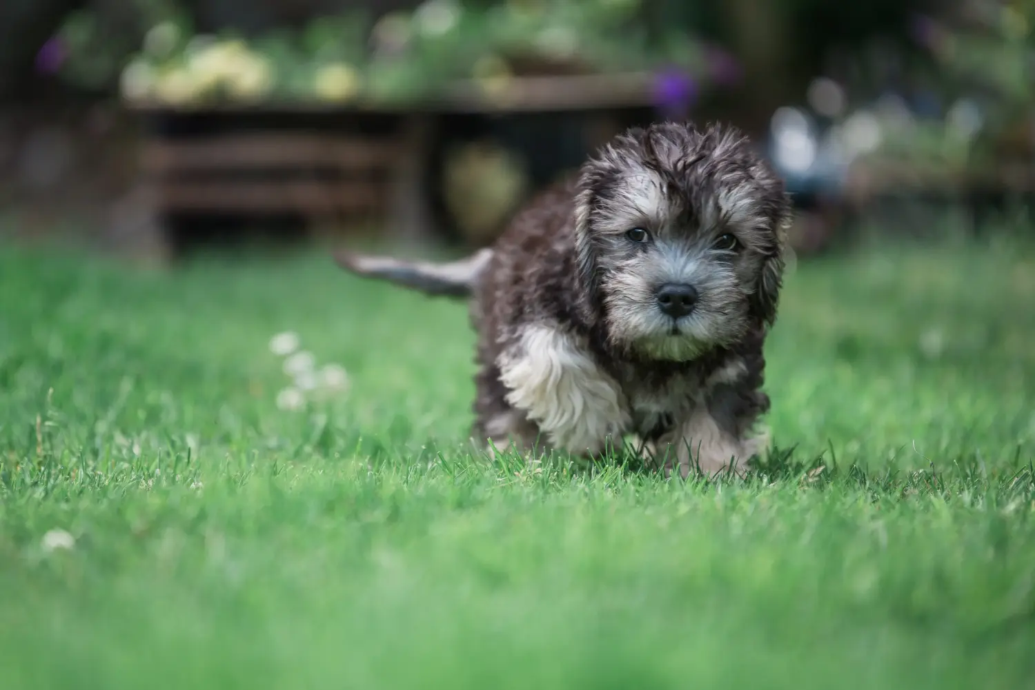 Buying a Dandie Dinmont Terrier puppy means taking responsibility! Buy Dandie Dinmont Terrier puppies.