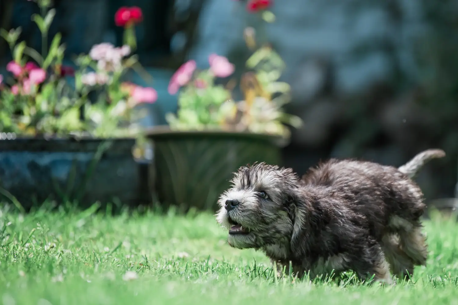 Buying a Dandie Dinmont Terrier puppy means taking responsibility! Buy Dandie Dinmont Terrier puppies.