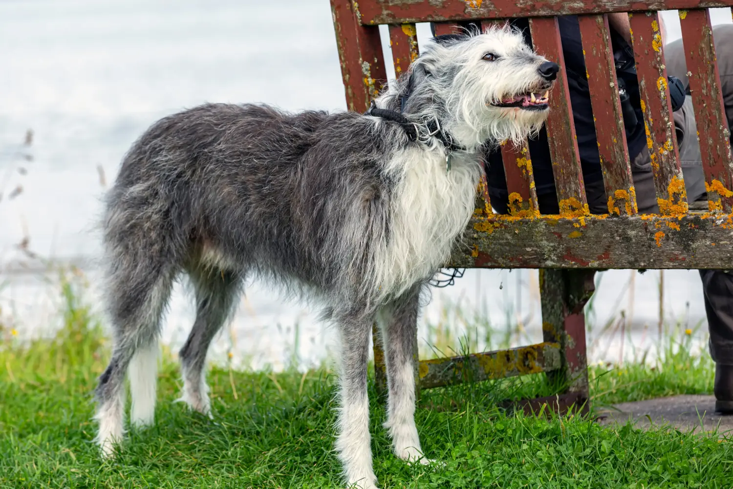 Buying a Deerhound puppy means taking responsibility! Buy Deerhound puppies.