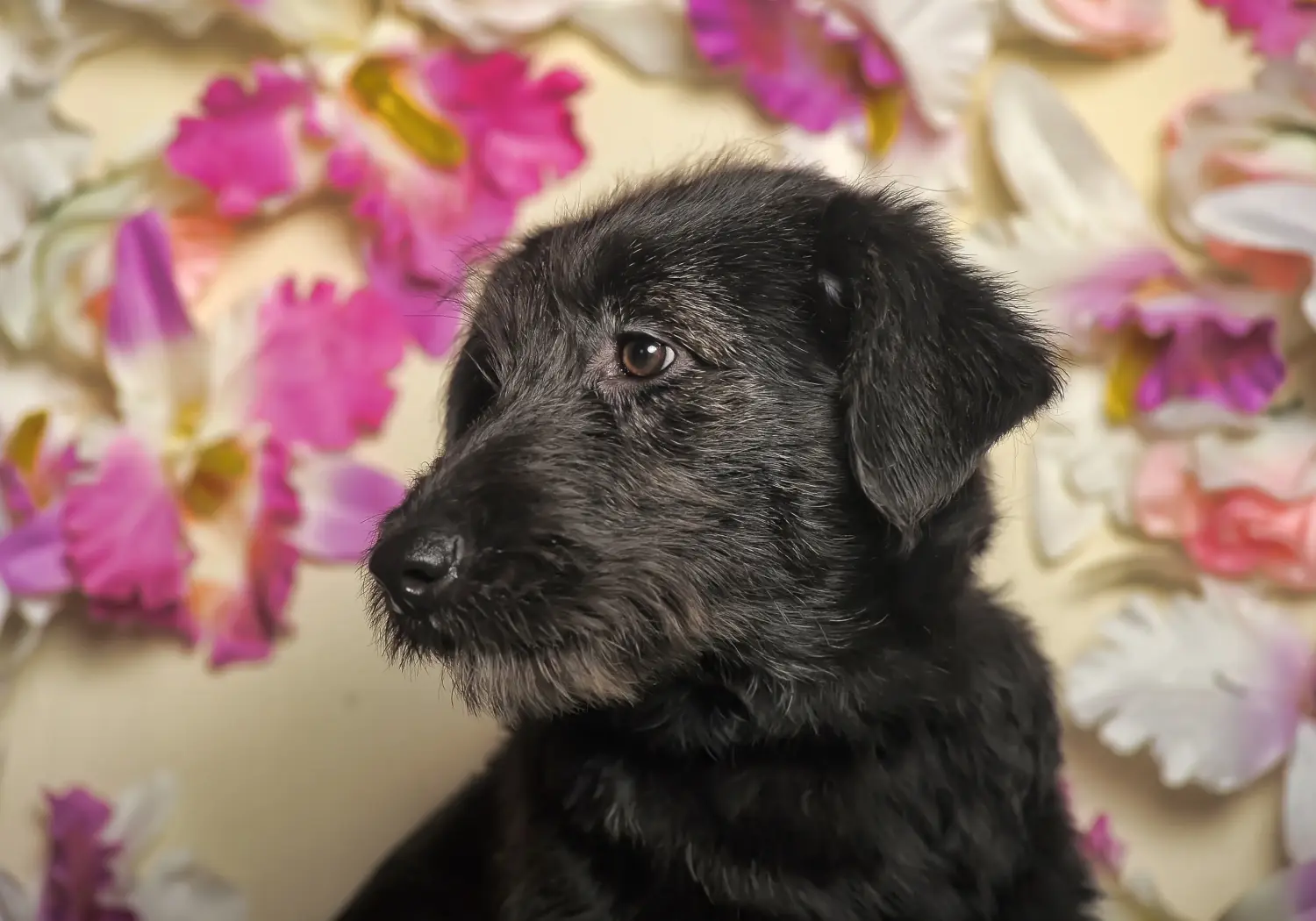 Buying a Deerhound puppy means taking responsibility! Buy Deerhound puppies.
