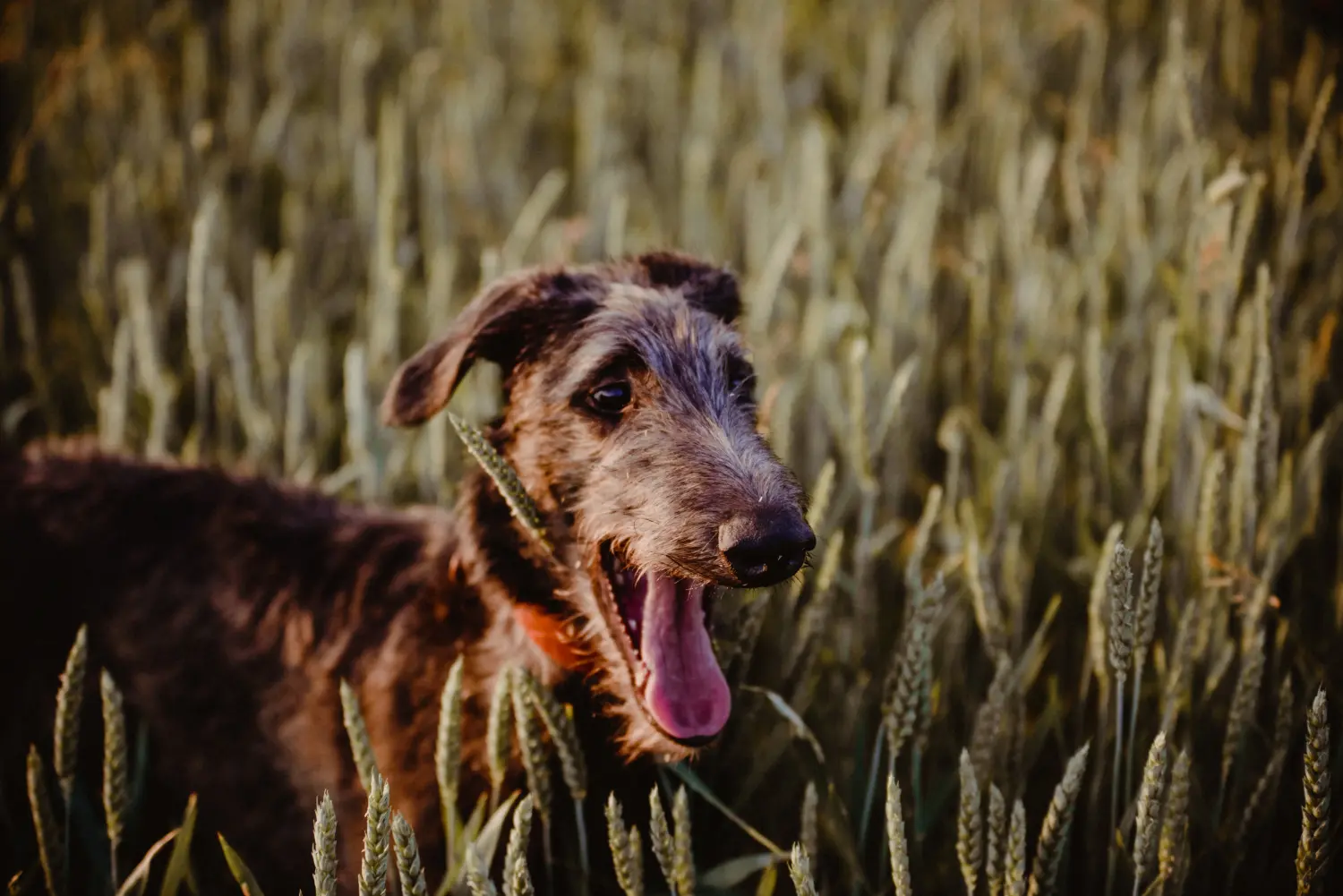 Buying a Deerhound puppy means taking responsibility! Buy Deerhound puppies.