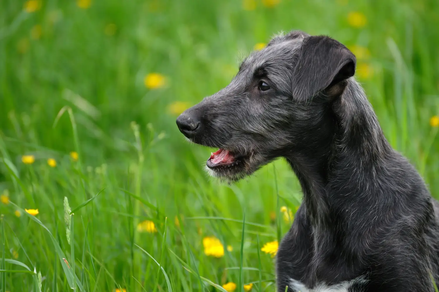 Buying a Deerhound puppy means taking responsibility! Buy Deerhound puppies.