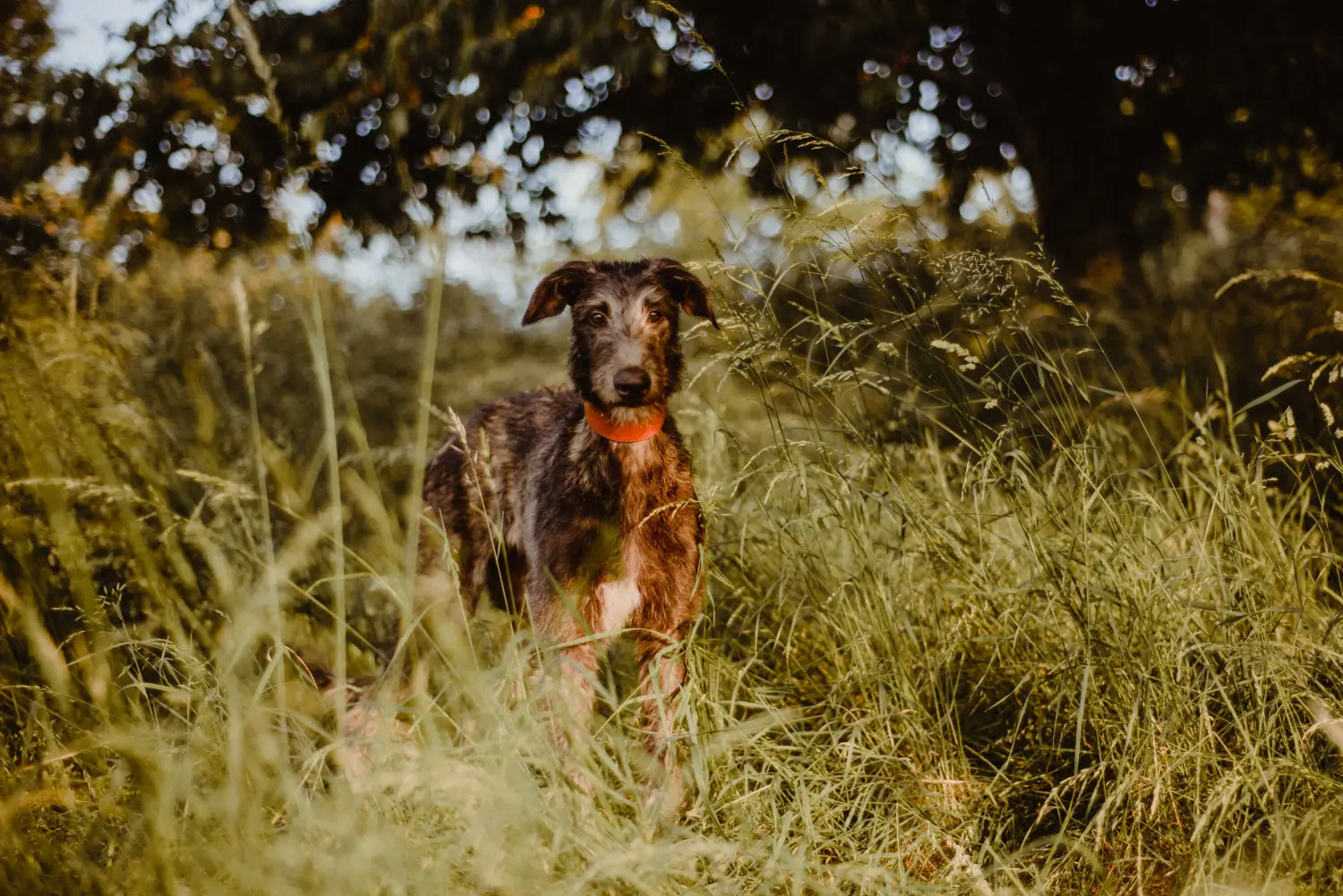 Buying a Deerhound puppy means taking responsibility! Buy Deerhound puppies.