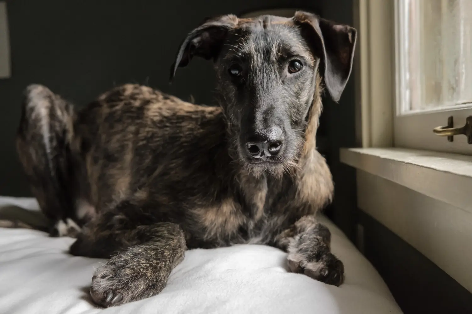 Buying a Deerhound puppy means taking responsibility! Buy Deerhound puppies.