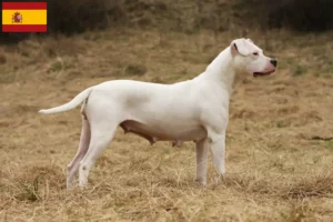 Read more about the article Dogo Argentino breeders and puppies in Spain