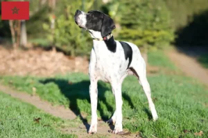 Read more about the article English Pointer breeders and puppies in Morocco