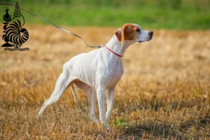 Read more about the article English Pointer breeders and puppies in New Caledonia