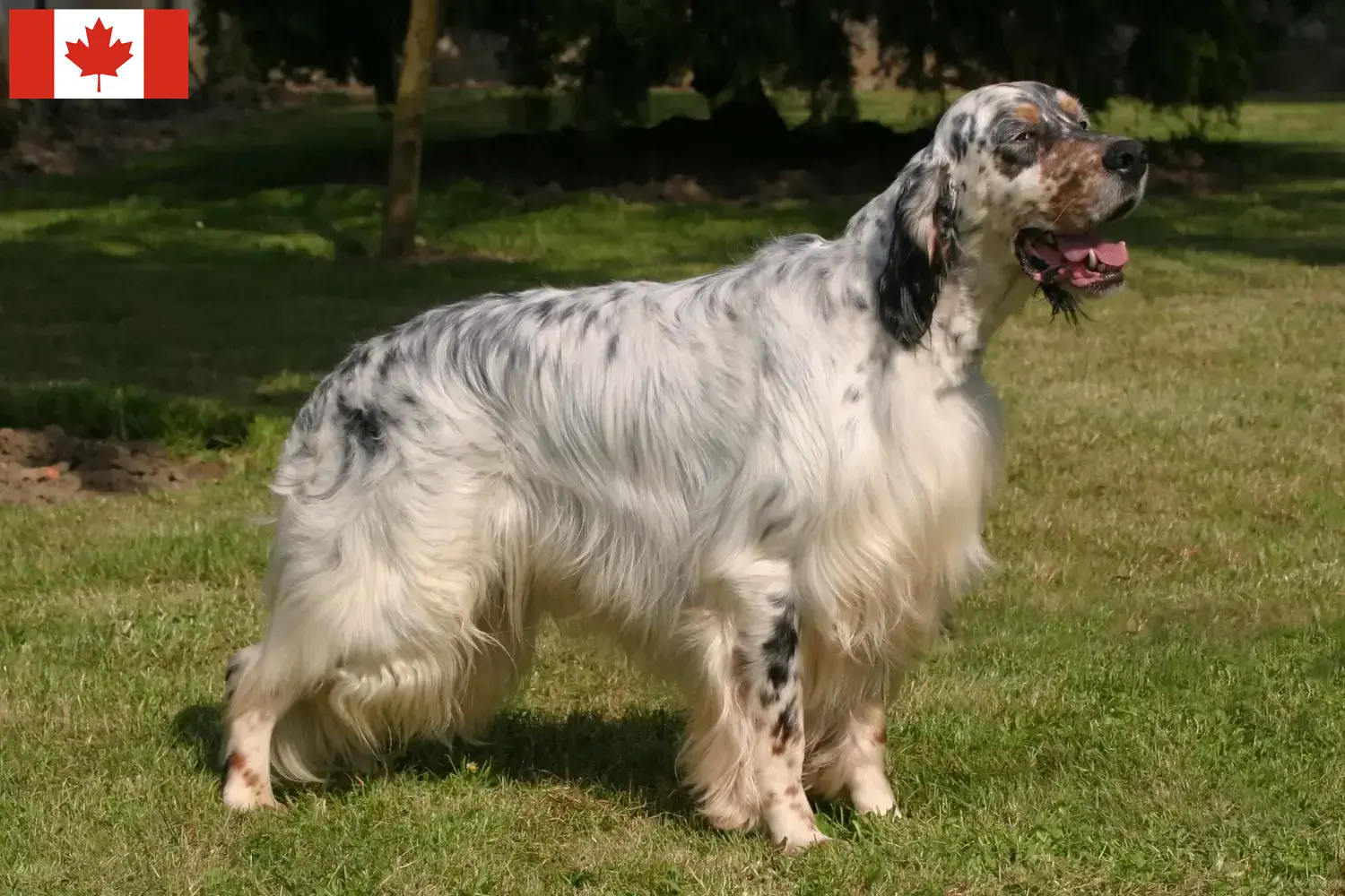 English Setter puppies and breeders Canada Find English Setter breeders in Canada.