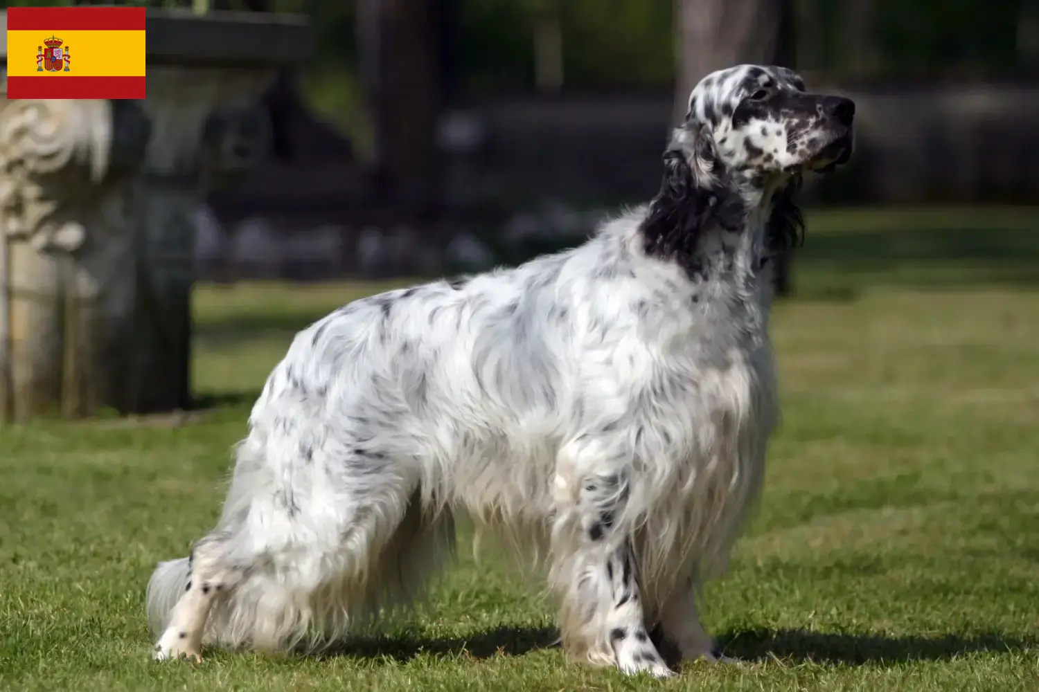 English Setter puppies and breeders Spain Find English Setter breeders in Spain here.