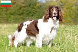 Read more about the article English Springer Spaniel breeders and puppies in Bulgaria