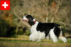 Read more about the article English Springer Spaniel breeders and puppies in Switzerland