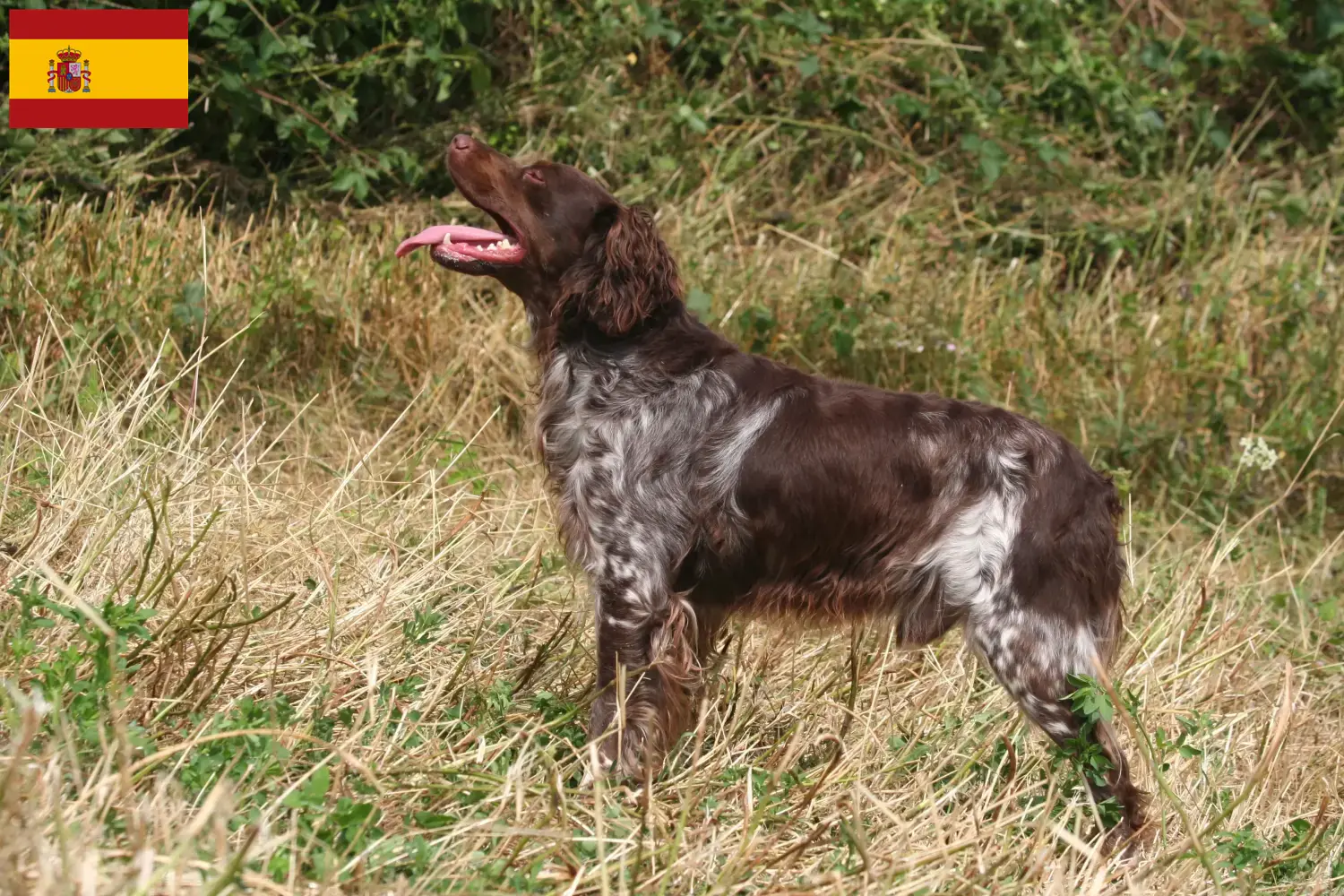 Epagneul Breton puppies and breeders Spain Here you can find Epagneul Breton breeders in Spain.