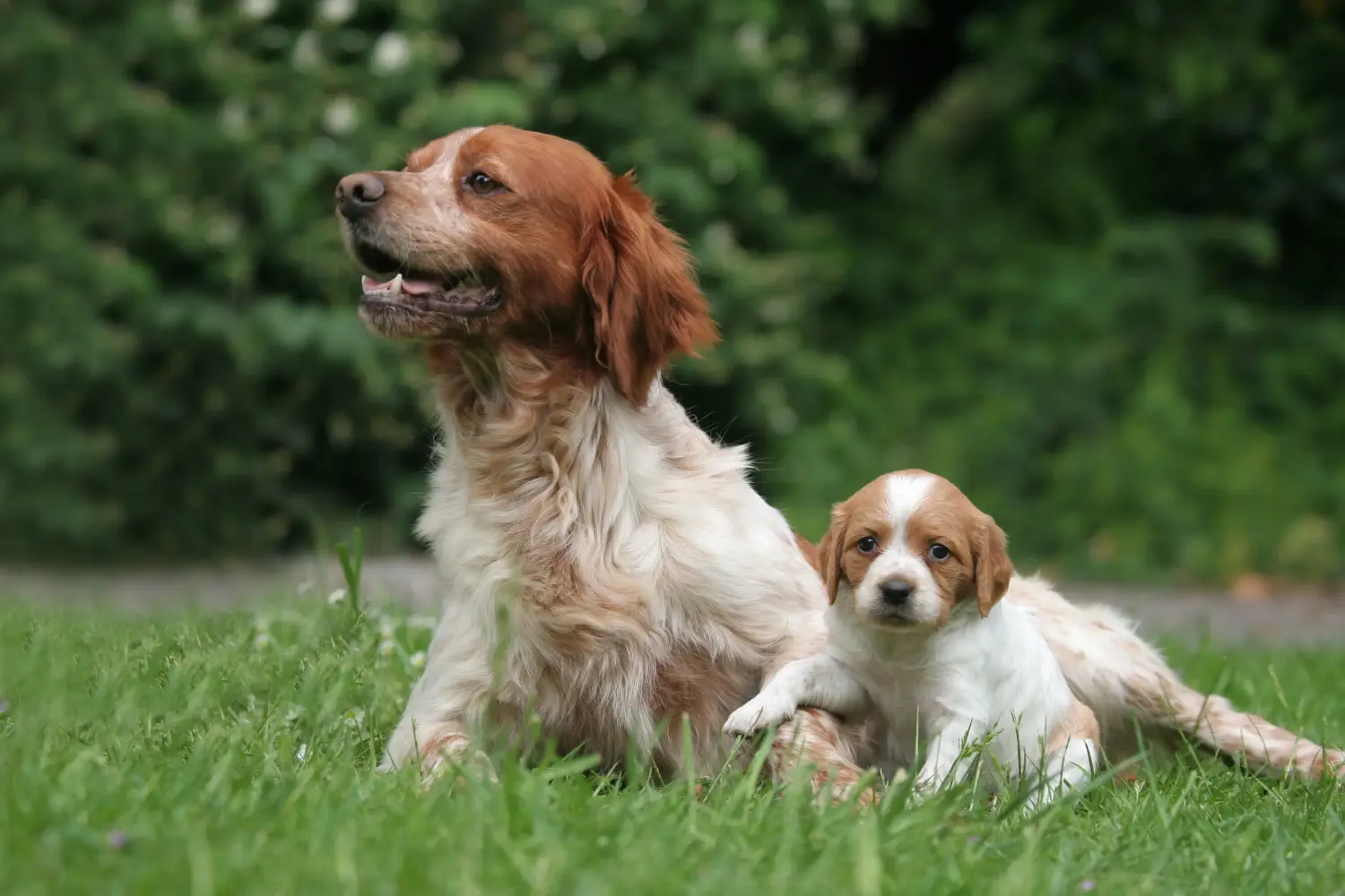 Buying an Epagneul Breton puppy means taking responsibility! Buy Epagneul Breton puppies.