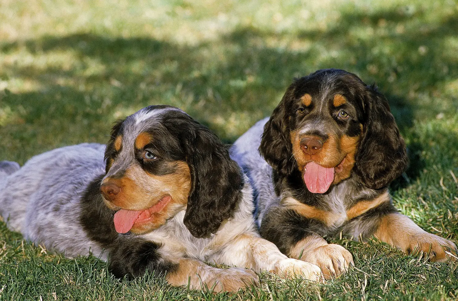 Buying an Épagneul Picard puppy means taking responsibility! Buy Épagneul Picard puppies.