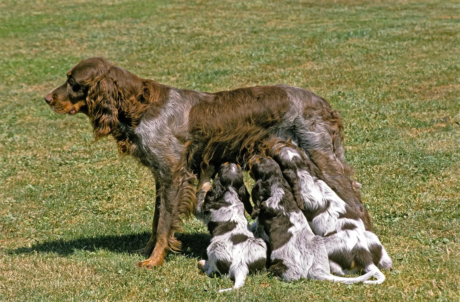 Buying an Épagneul Picard puppy means taking responsibility! Buy Épagneul Picard puppies.