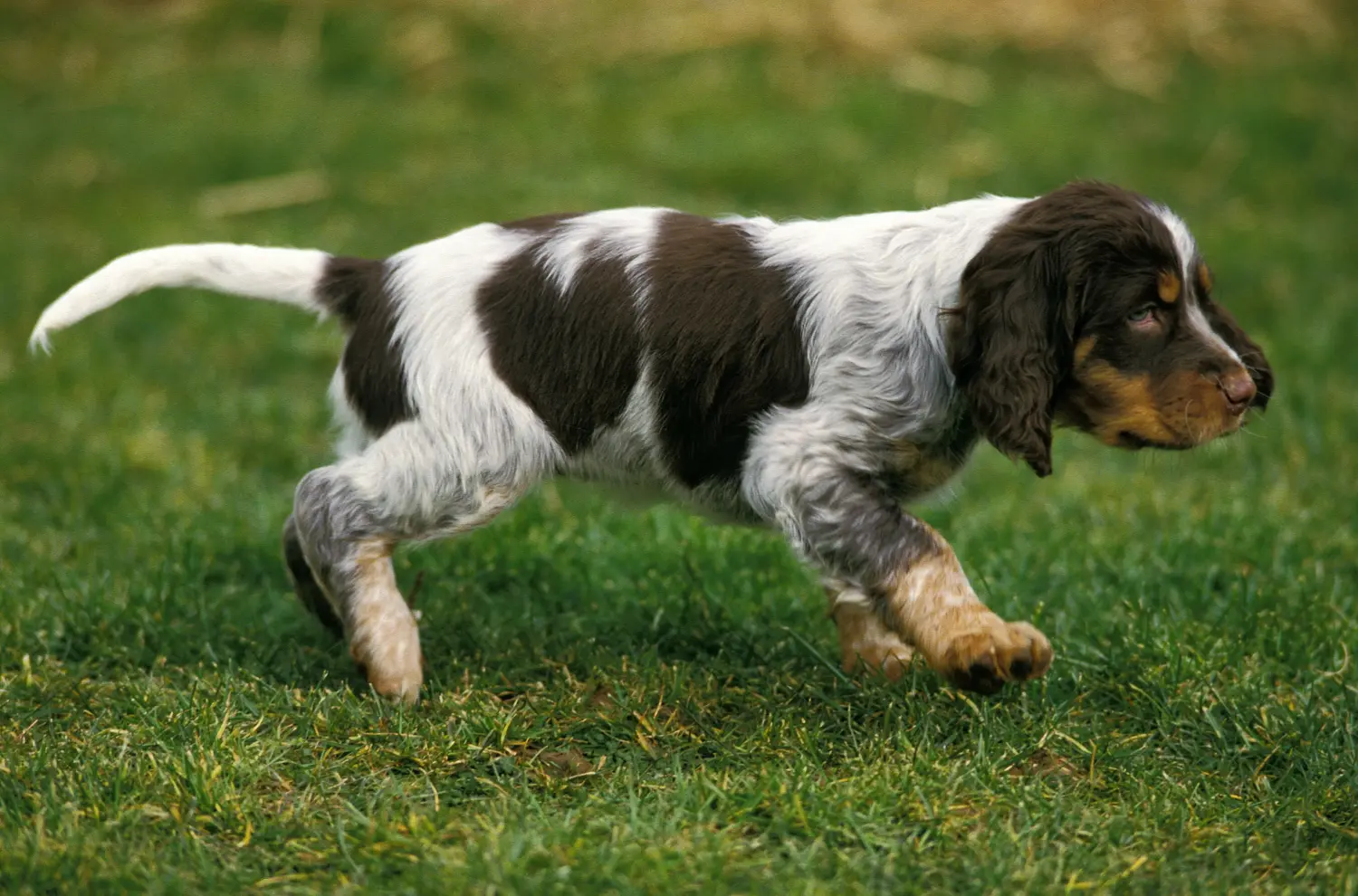 Buying an Épagneul Picard puppy means taking responsibility! Buy Épagneul Picard puppies.