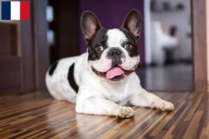 Read more about the article French Bulldog breeders and puppies in Martinique