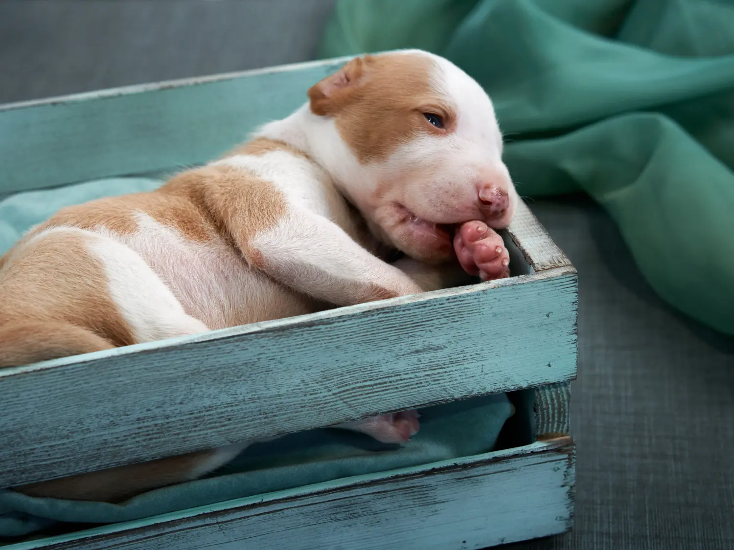 Buying a Galgo Espanol puppy means taking responsibility! Buy Galgo Espanol puppies.
