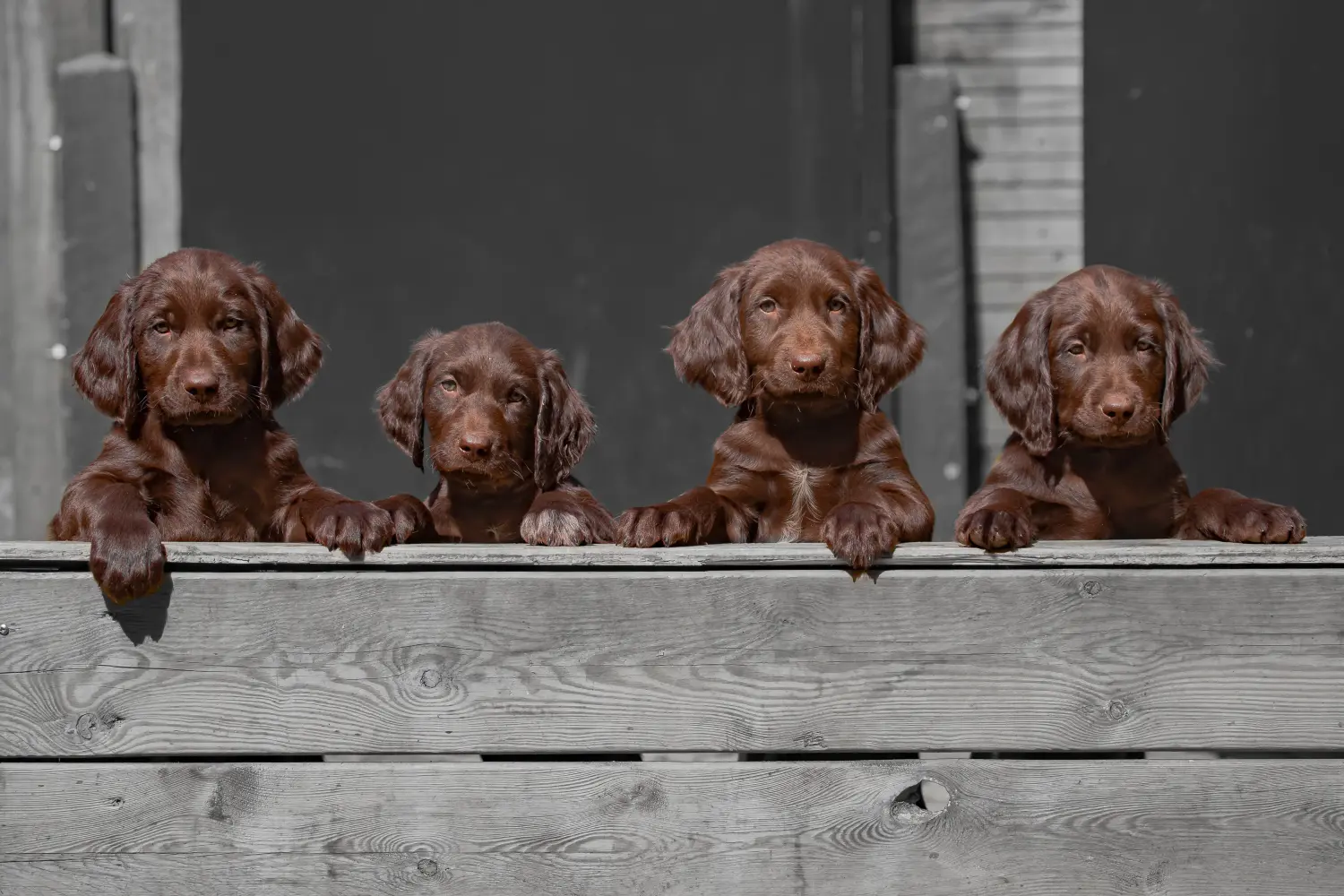 Buying a German Longhair puppy means taking responsibility! Buy German Longhair puppies.