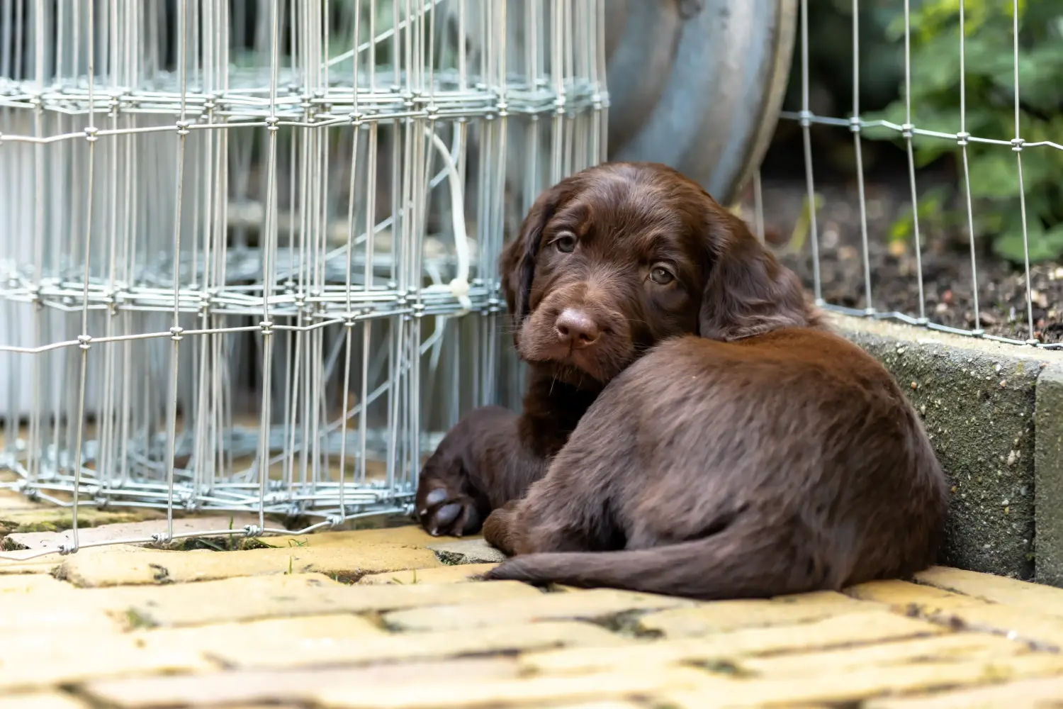Buying a German Longhair puppy means taking responsibility! Buy German Longhair puppies.