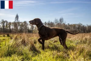 Read more about the article German Shorthair breeders and puppies in Guadeloupe